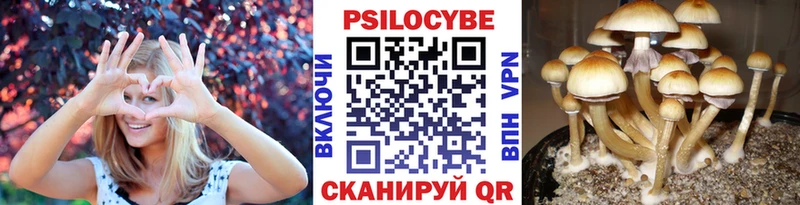 где найти Новомосковск Галлюциногенные грибы MAGIC MUSHROOMS