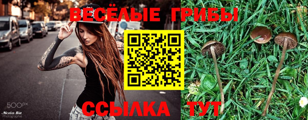 Галлюциногенные грибы Psilocybe Новомосковск